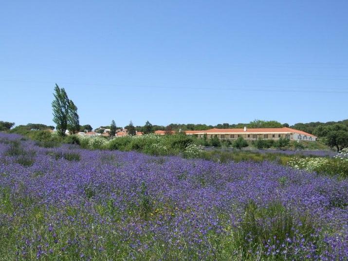 Hotel Rural da Ameira Montemor-o-Novo Bagian luar foto