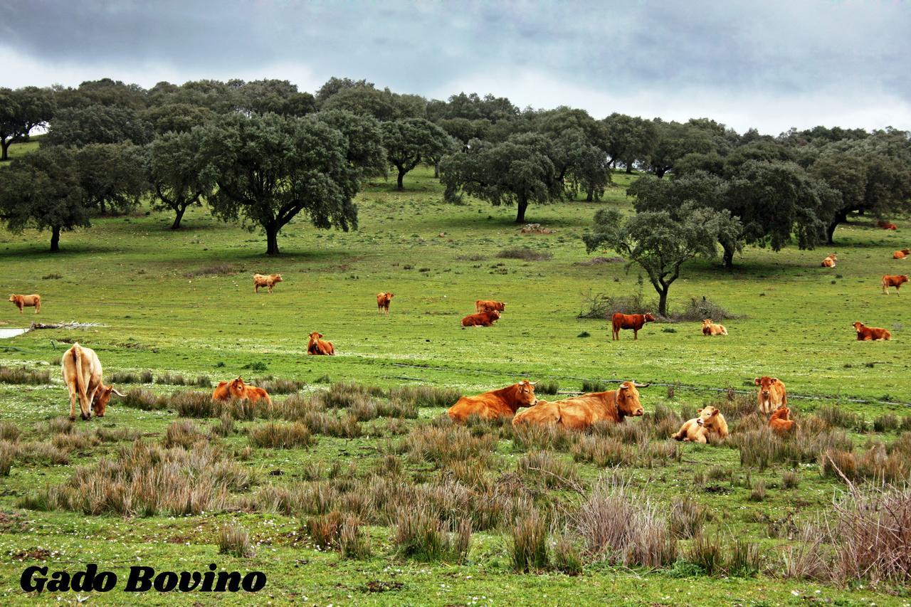 Hotel Rural da Ameira Montemor-o-Novo Bagian luar foto